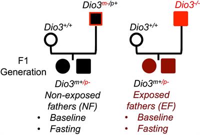 Paternal developmental thyrotoxicosis disrupts neonatal leptin leading to increased adiposity and altered physiology of the melanocortin system